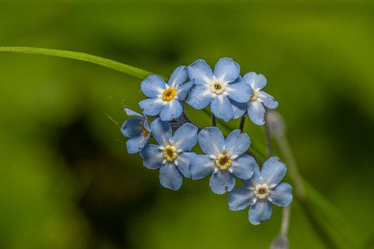 Blå blomsterprakt med små blå blomster i myke grønntoner, perfekt veggbilde for hjemmet.