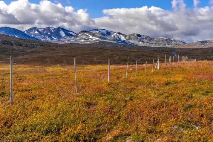 Fjellet høst 2, et bilde av gyllen høstnatur med snødekte fjell og gjerde i Rana kommune.