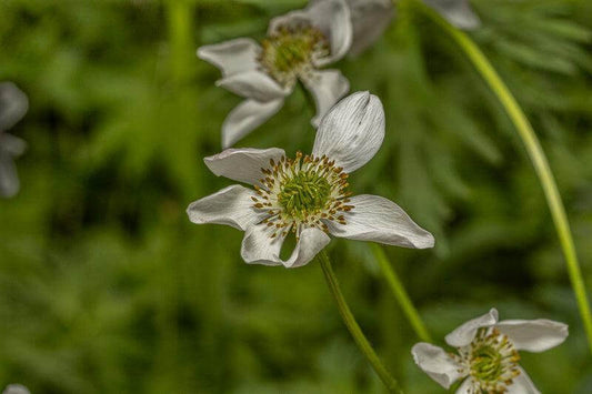 Hvit sommerblomst