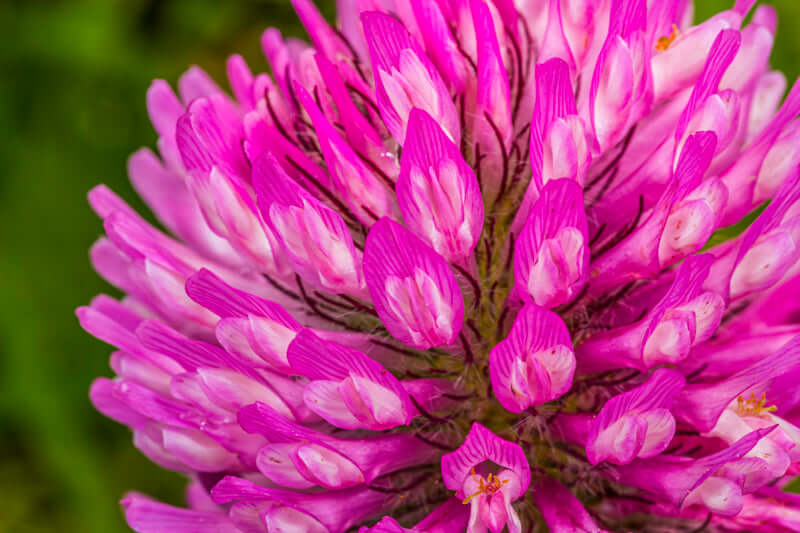 Naturinspirert interiør med blomsterkunst og dekor – stil og ro til hjemmet