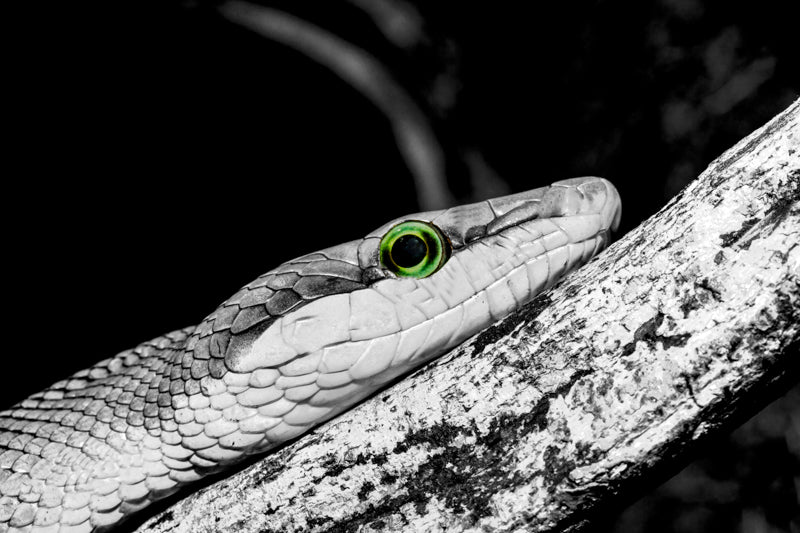 Fredelig stue med kunstverk av slange