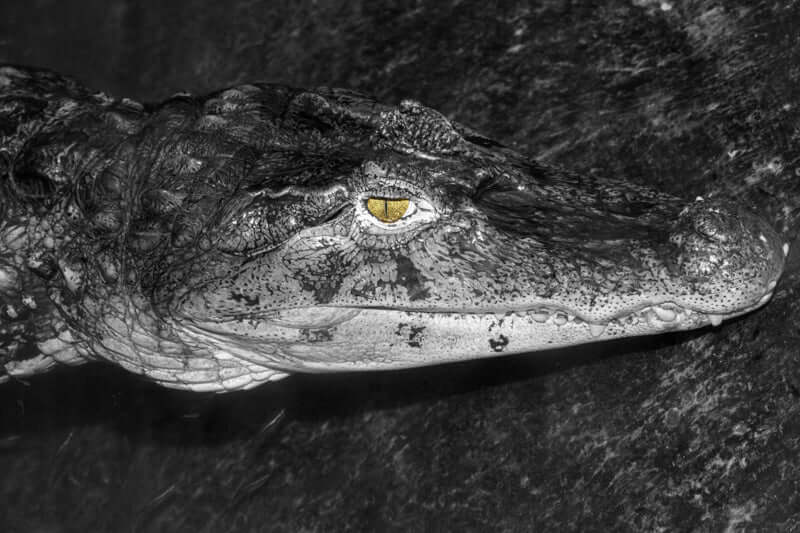 black and white alligator art photography