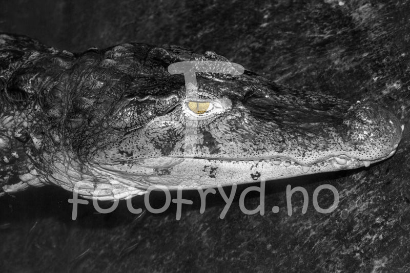 black and white alligator art photography
