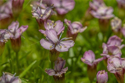 Lilla blomstereng med små lilla blomster i frodige grønntoner og mykt naturlig lys.