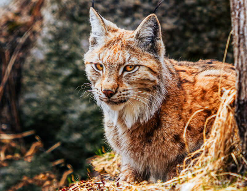 Vill eleganse – gaupe i naturen som kunst i hjemmet