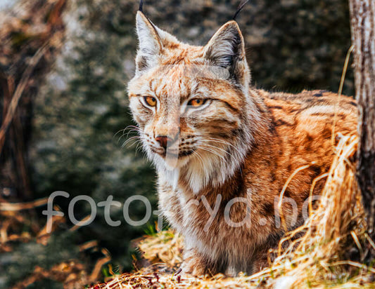 Vill eleganse – gaupe i naturen som kunst i hjemmet