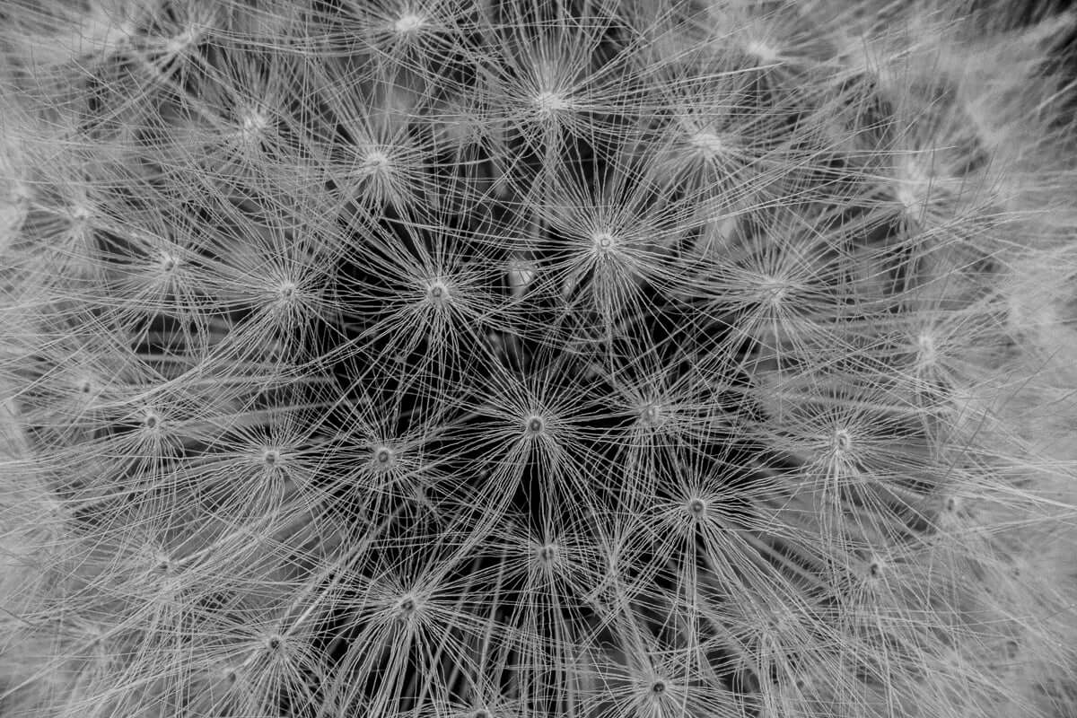 Løvetannens eleganse – Sort-hvitt fotokunst | Fotofryd.no