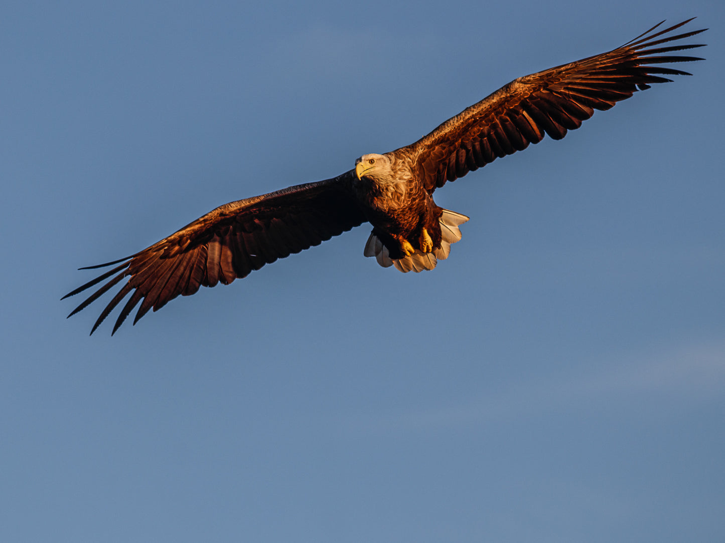 Havørna fra Tomma – Fotokunst fra Helgeland