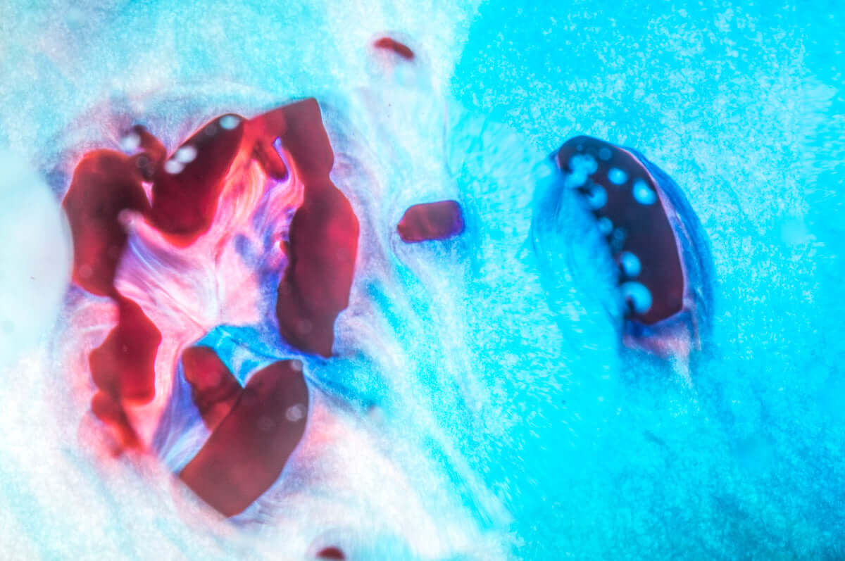 Red and Blue Splash – Abstrakt fotokunst | Fotofryd.no