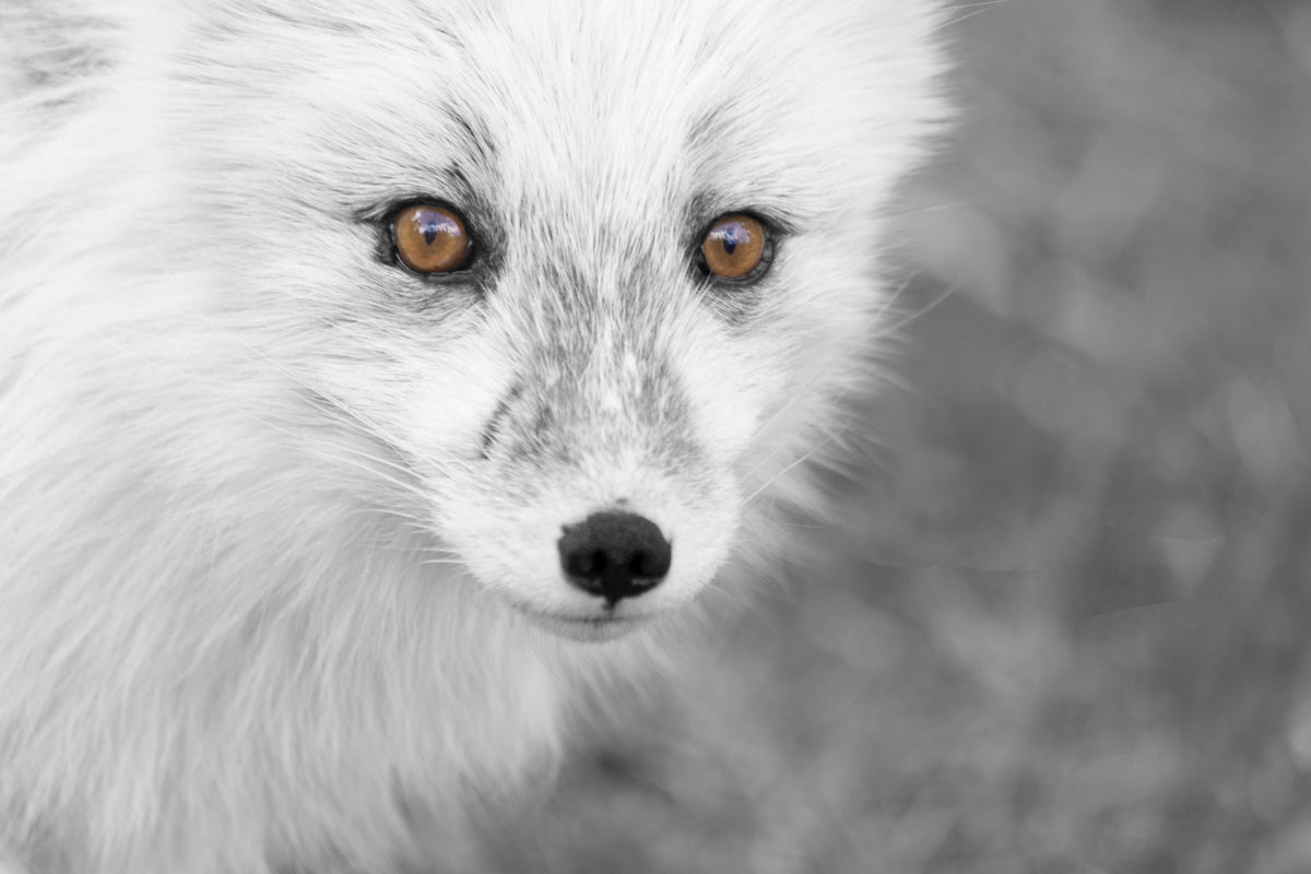 Fjellrevens blikk – Villmarkens skjønnhet