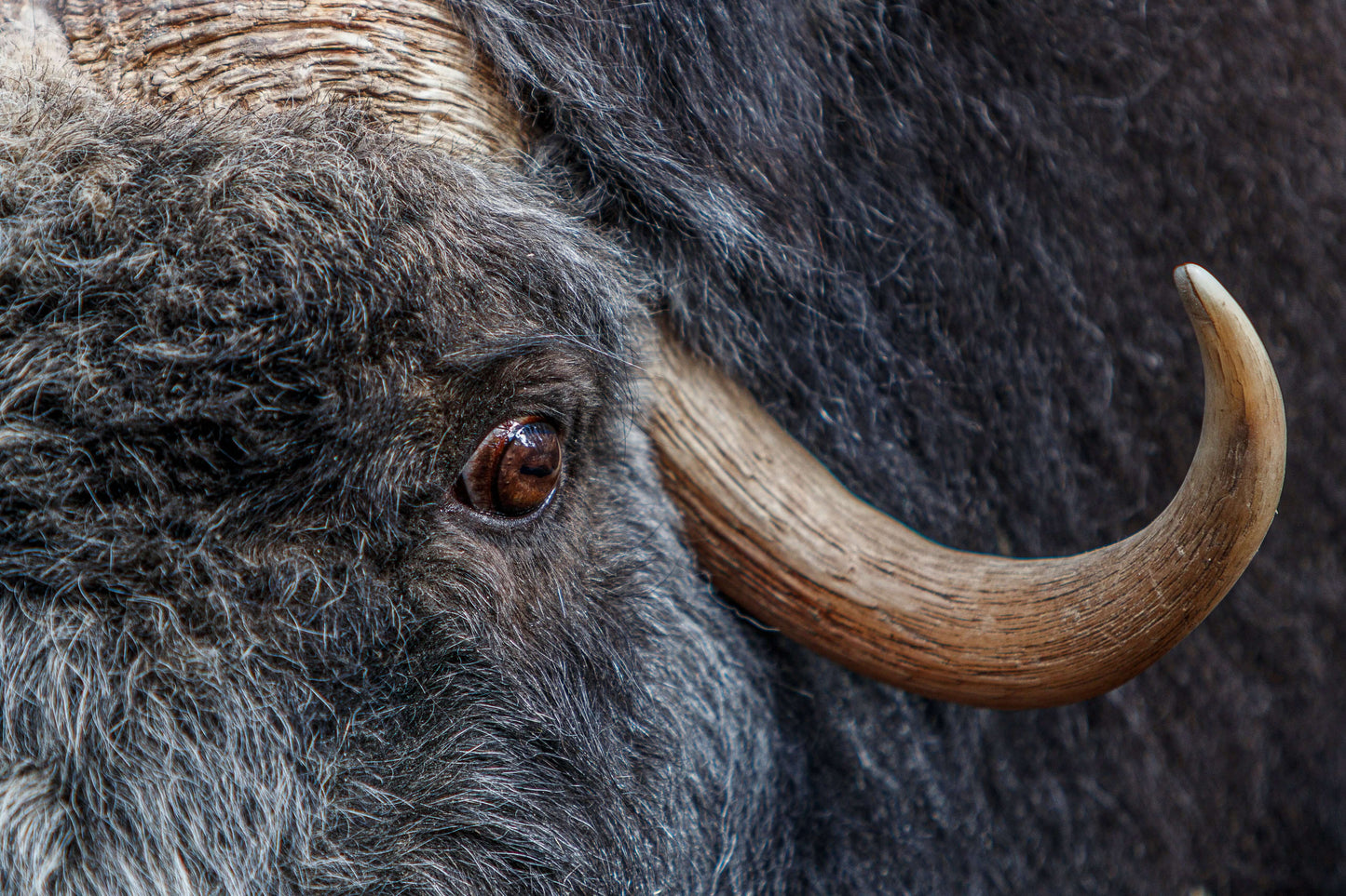 Blikket fra villmarken – Majestetisk moskus | Fotofryd.no