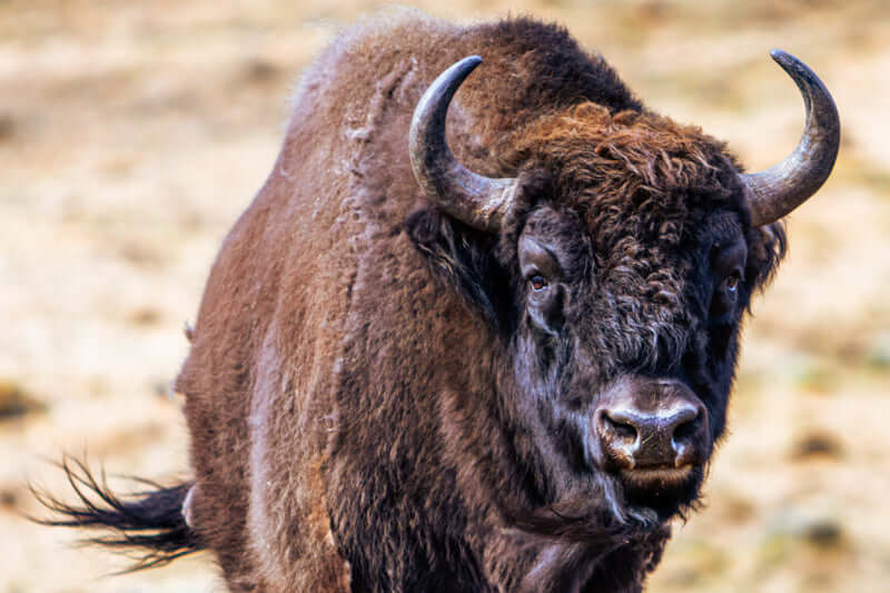 Bison-naturens majestet i ditt hjem