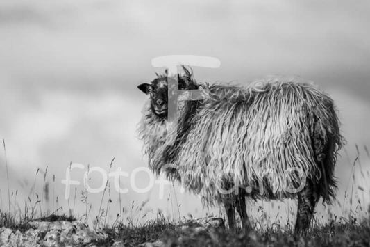 Villsau Nordisk interiørkunst – Fotografisk ro og varme til hjemmet