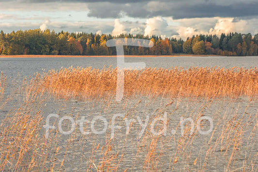 Siv ved Nydalasjön med gyldne strå i forgrunnen og stille vann i bakgrunnen.