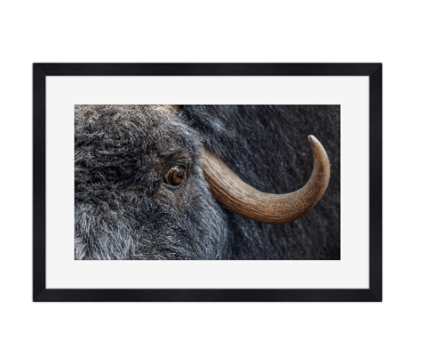 Blikket fra villmarken – Majestetisk moskus | Fotofryd.no