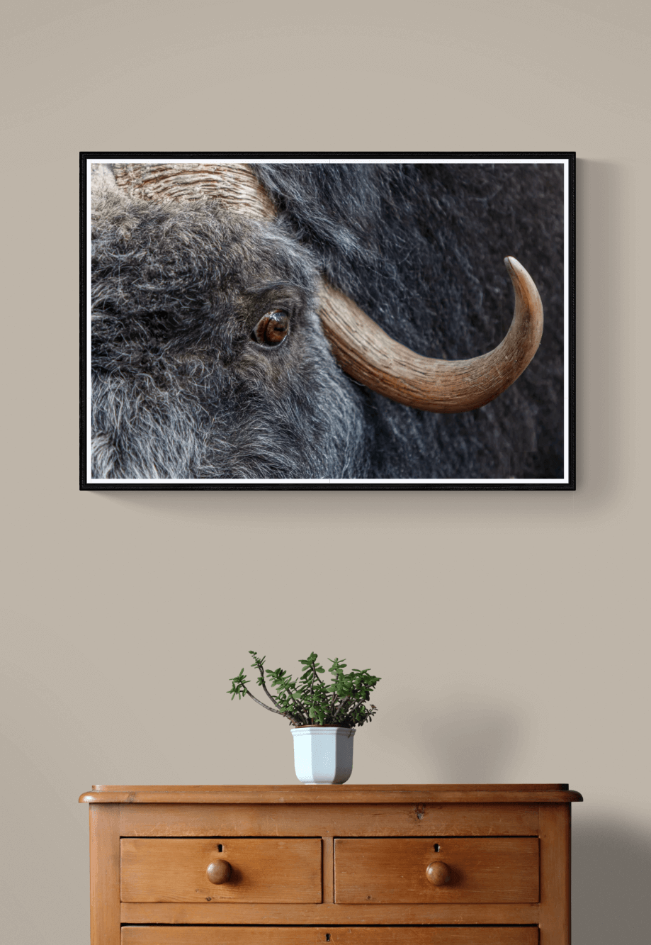 Blikket fra villmarken – Majestetisk moskus | Fotofryd.no