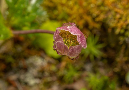 Skjør blomst i nærbilde, med myke naturtoner og vakker dybde, som gir et elegant uttrykk.