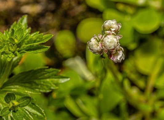 Skjøre blomsterknopper omgitt av friske grønntoner og mykt naturlig lys, gir et rolig uttrykk.