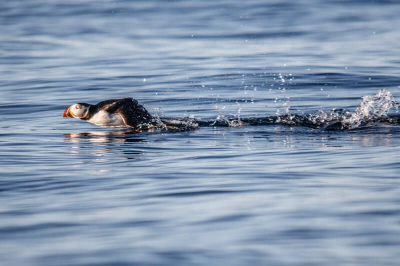 Lundefugl Nordisk interiør med naturmotiv – Fotografisk kunst for ro og stil