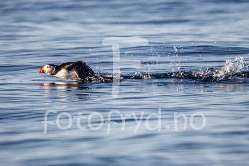 Lundefugl Nordisk interiør med naturmotiv – Fotografisk kunst for ro og stil