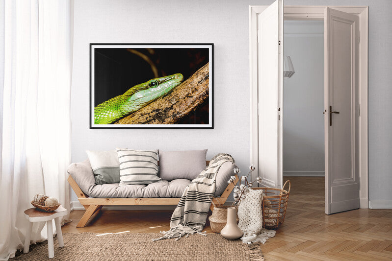 Naturens intensitet på veggen-rødhalet racer