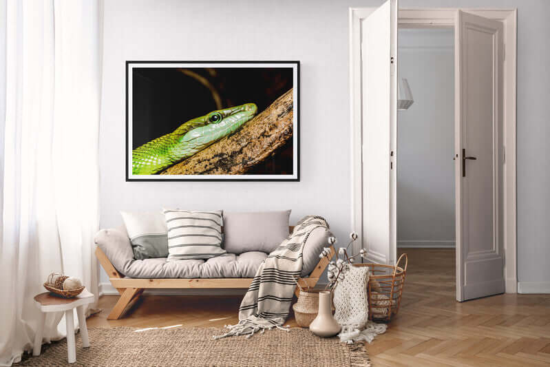 Naturens intensitet på veggen-rødhalet racer