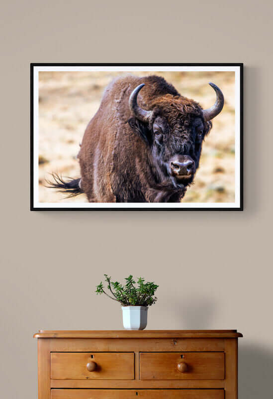 Bison-naturens majestet i ditt hjem