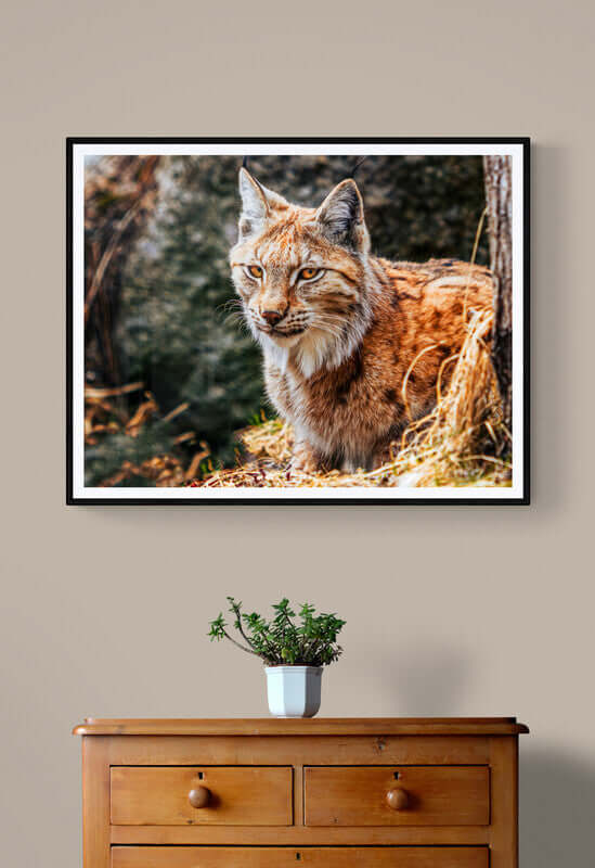 Vill eleganse – gaupe i naturen som kunst i hjemmet