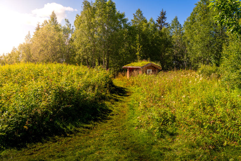 Sommerro på Selforsfjellet