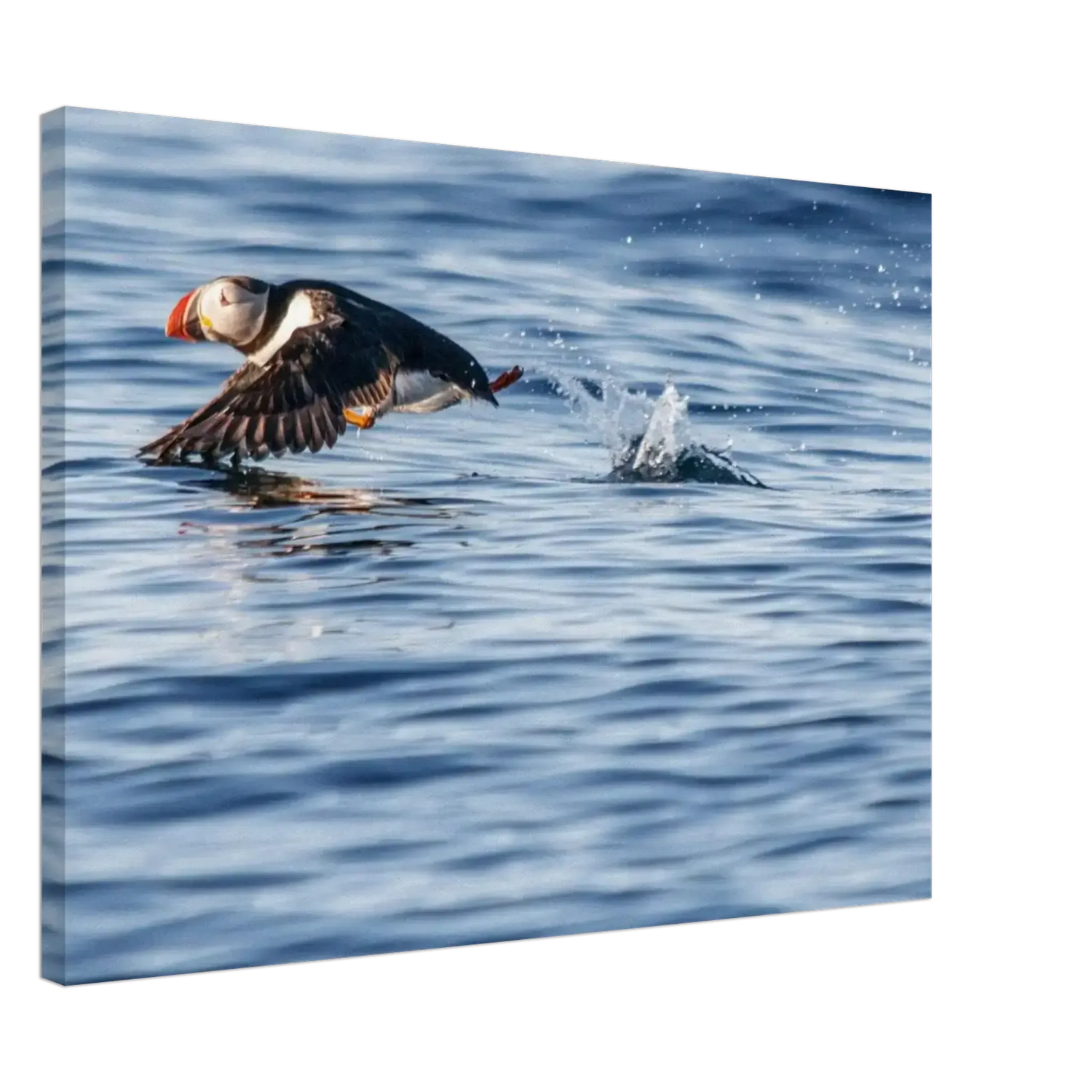 Dyr i Norge og Norden – Veggbilder og fotokunst