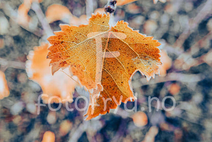 Høstblad veggbilde – varm høststemning på veggen