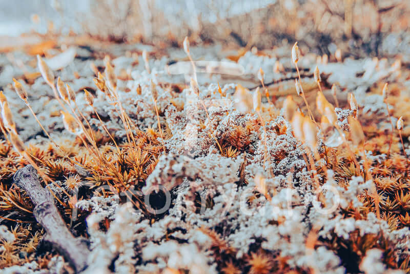 HøstmarkHøstmark veggbilde – myke naturtoner til hjemmet
