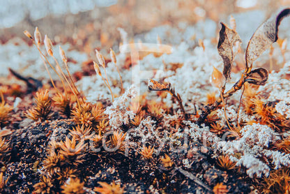 Høstgress veggbilde – varme naturtoner og rolig uttrykk