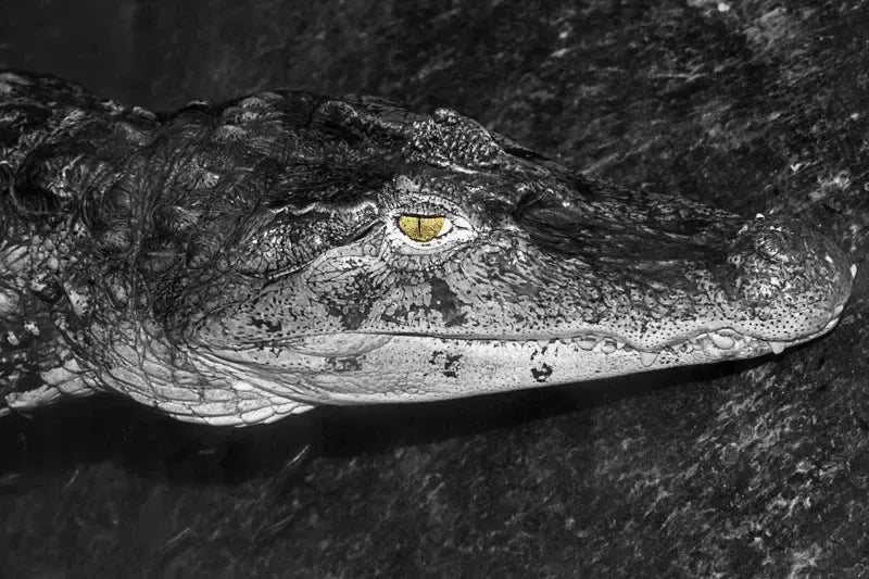 Alligator i Monokrom eksklusivt veggbilde