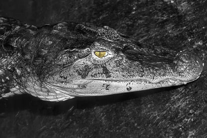 Alligator i Monokrom eksklusivt veggbilde