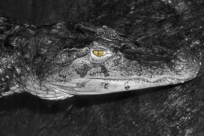 Alligator in Monochrome exclusive wall art 