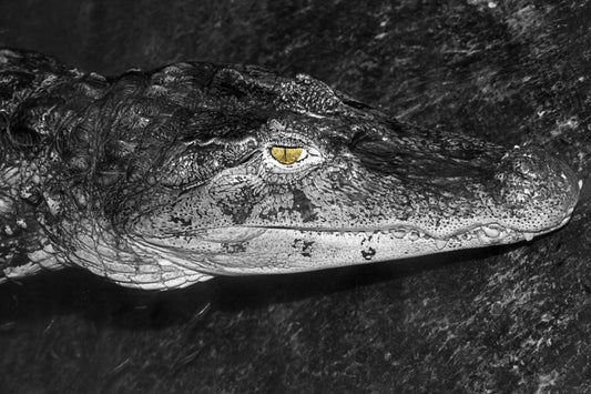 Alligator in Monochrome exclusive wall art 