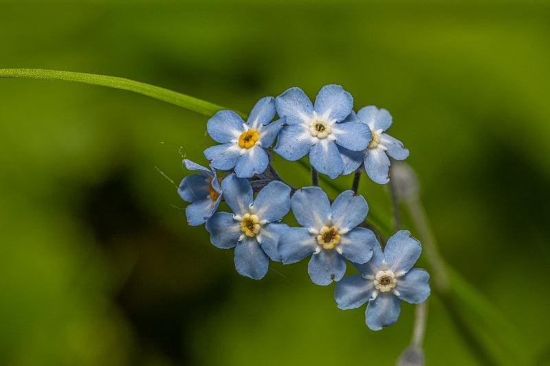 Blå blomsterprakt med små blå blomster i myke grønntoner, perfekt veggbilde for hjemmet.