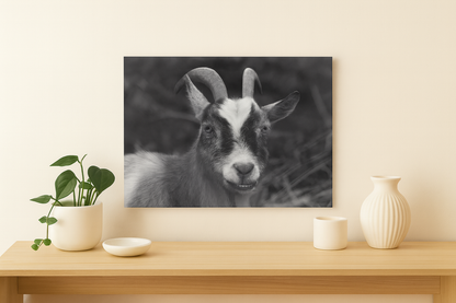 Fotografisk kunst av en geit i sort-hvitt henger på veggen i et lyst rom.