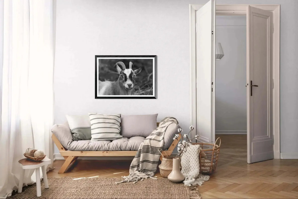 Fotografisk kunst med geit i fokus; sort-hvitt portrett på veggen i moderne stue.
