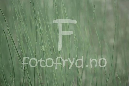 Grønt siv ved Andfiskvatnet – naturfotografi fra Mo i Rana
