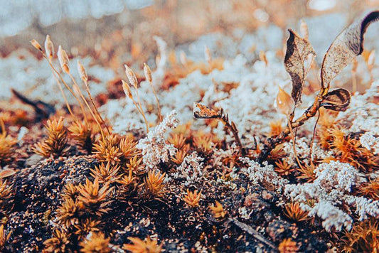 Høstgress veggbilde – varme naturtoner og rolig uttrykk