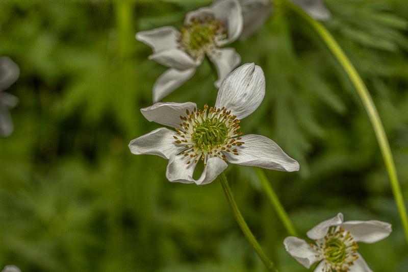 Hvit sommerblomst