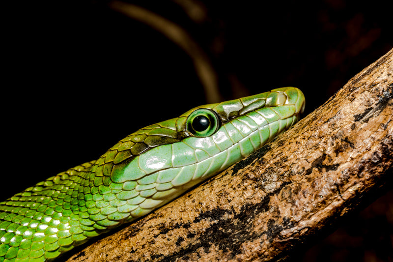 Naturens intensitet på veggen-rødhalet racer