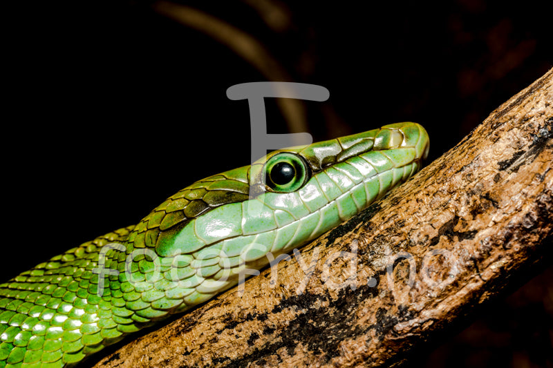 Rødhalet racer Naturens intensitet på veggen