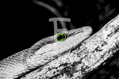 Fredelig stue med kunstverk av slange