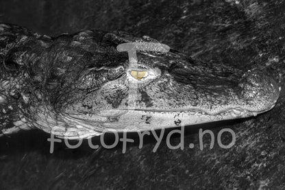 black and white alligator art photography