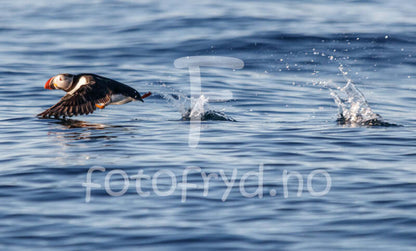 Lundefugl ved Lovund – veggbilde med kystliv og blått hav
