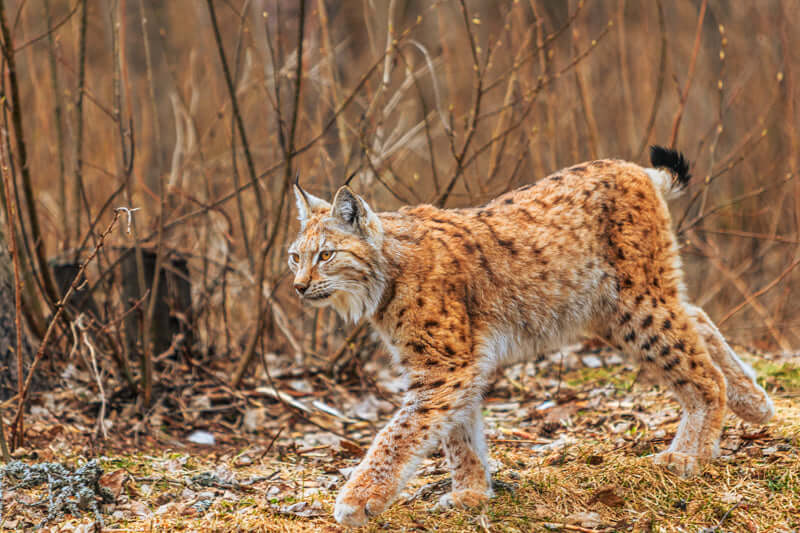 Interiør med naturmotiv – gaupefotografi og grønne planter