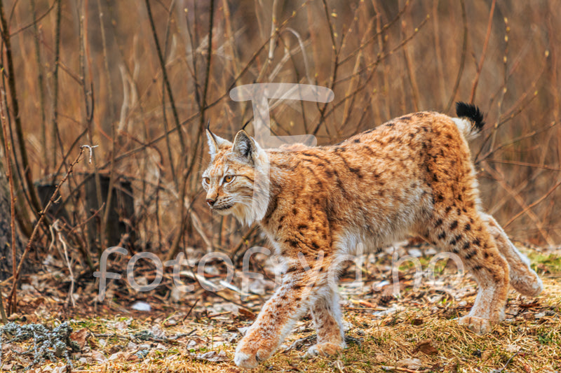Interiør med naturmotiv – gaupefotografi og grønne planter
